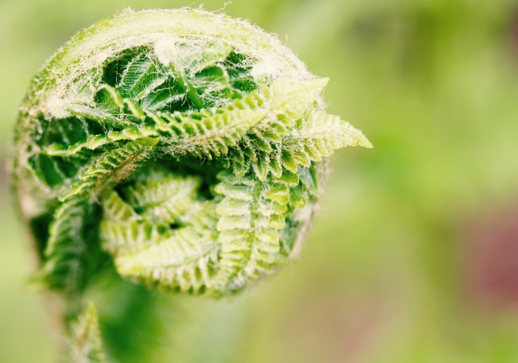 Photograph of a tightly furled fern frond with light dew on the small visible leaves.