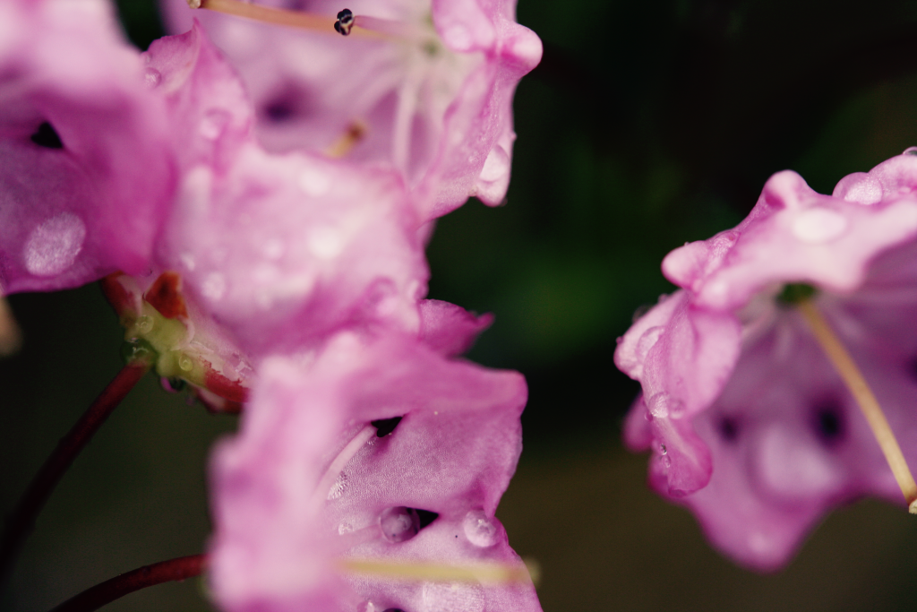 Closeup photograph of simple bright pink flowers with a dark blurred background. The petals have drops of dew on them.