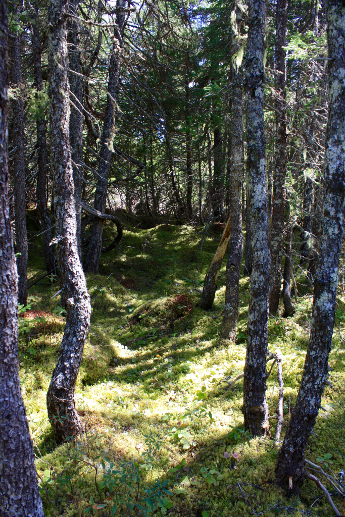 A gap in thin gnarly trees reveals a mossy sun dappled path deep into the woods