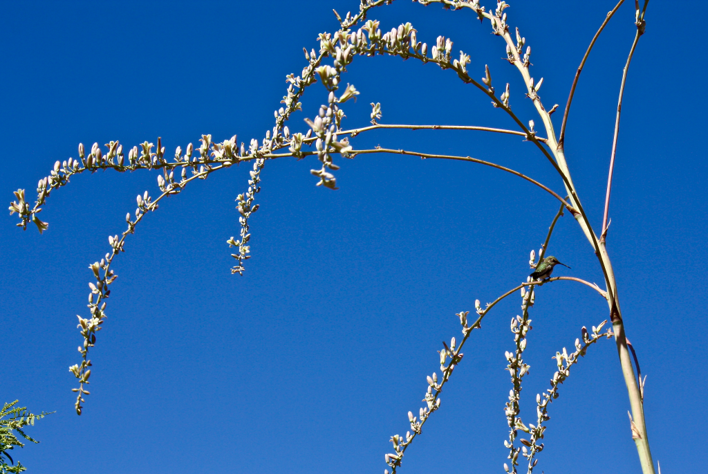 A small green hummingbird sits on a skinny branch with small white blooms against a bright blue sky.