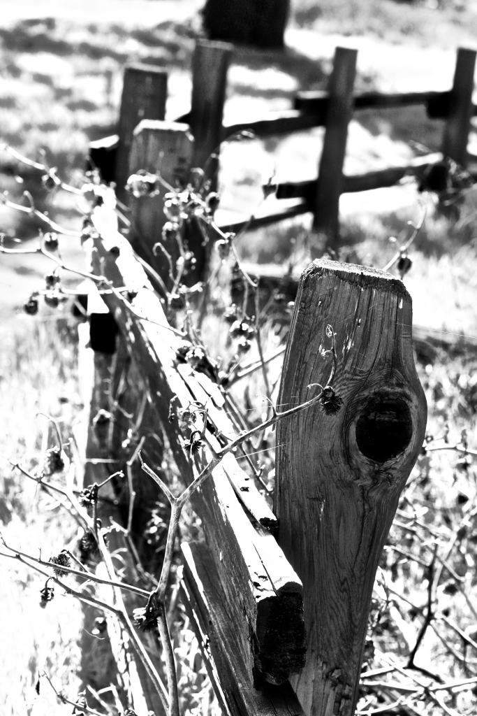 A hand hewn wooden fence disappears into the horizon covered with a dried vine that has died around it 