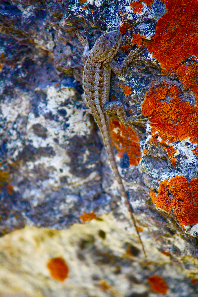 A small lizard climbs on the underside of a similarly colored rock that has splotches of brightly colored moss that contrast against its dull skin.