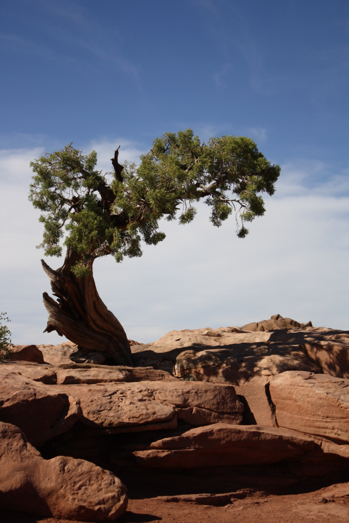 A tree grows, curved and battered, out of red rocks in Yosemite National Park